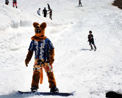 Tussey Nittanylion